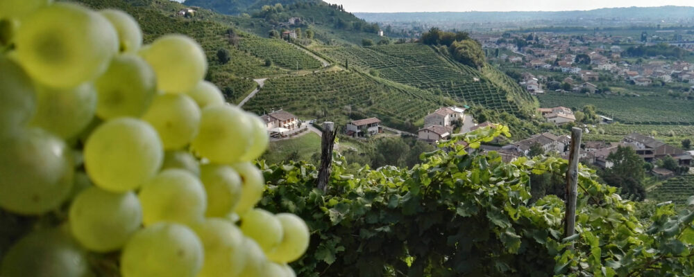 Colline Valdobbiadene Colline Valdobbiadene